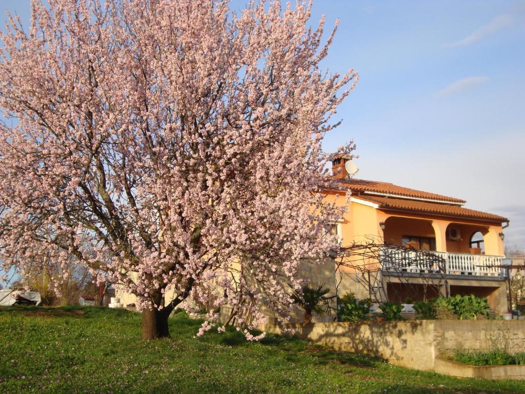 Apartments Alice Green Oasis - Пореч Экстерьер фото